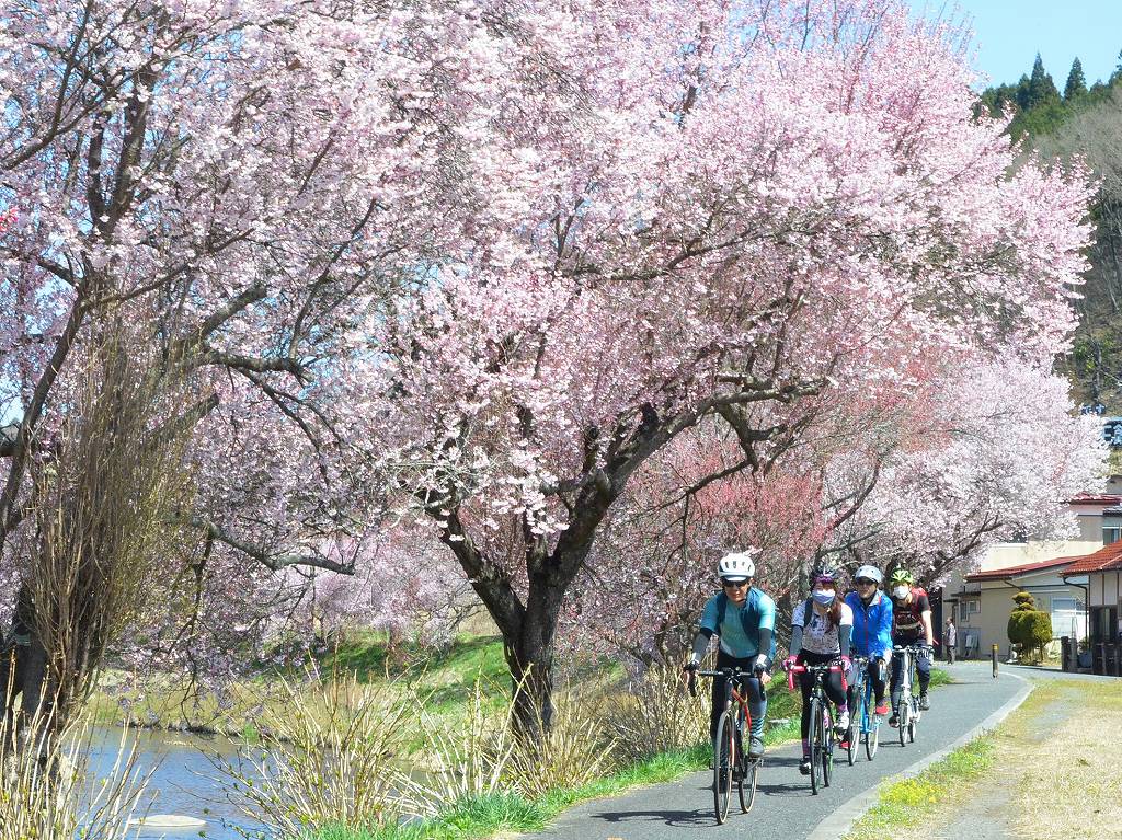 桜を求め、春のSakura Rolling Hillsへ
